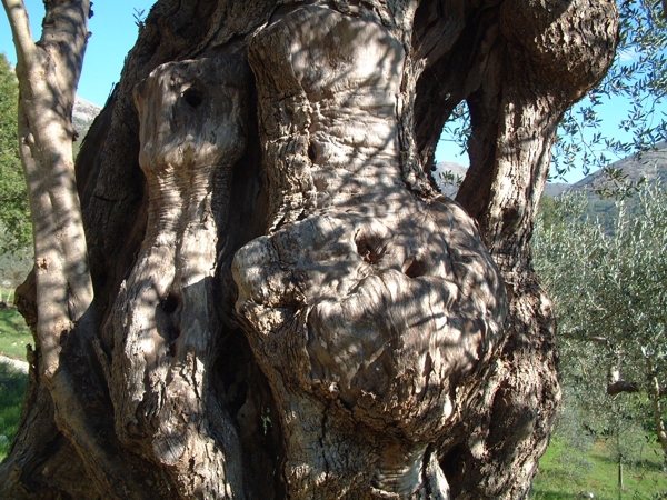 Olea europaea / Ulivo